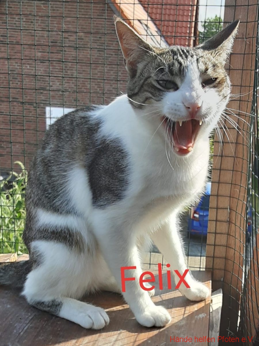 Felix04